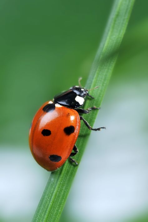 Did You Know That You Are Supposed to Put Live Ladybugs in The Fridge? Nature Photography Insects, Ladybug Pictures Image, Ladybird Photography, Bugs Reference, Bugs Photography, Insects Pictures, Bug Pictures, Insect Images, Insects Photography