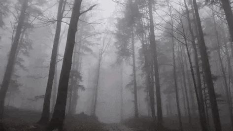 Black And White Gif, Tumblr Banner, Castlevania Anime, Dark Forest Aesthetic, Gif Background, Creepy Core, Dark Fairycore, Animated Banners, Foggy Forest