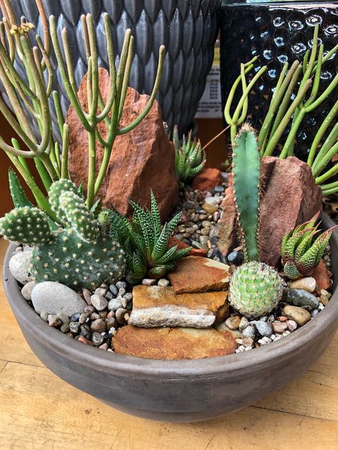 Indoor Plant Hacks, Succulent Plants Indoor, Herb Garden Indoor, Indoor Succulent Garden, Indoor Gardening Ideas, Mini Cactus Garden, Succulent Planting, Kaktus Dan Sukulen, Cactus Arrangement