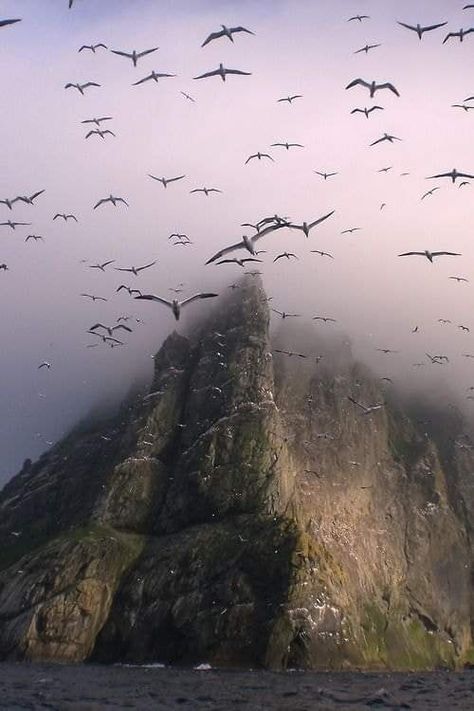 Scottish Highlands, Nature, St Kilda Scotland, Outer Hebrides, Scottish Landscape, St Kilda, Sea Birds, Ocean Animals, Shakira