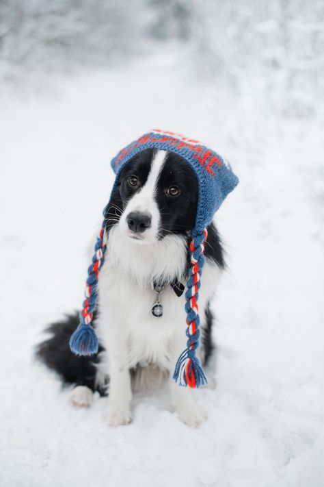 Kawaii, Dog Winter Photoshoot, Dogs In Winter, Autumnal Backgrounds, Dog Photoshoot Christmas, Christmas Dog Treats Homemade, Christmas Dog Photoshoot, Christmas Dog Photography, Black And White Border Collie