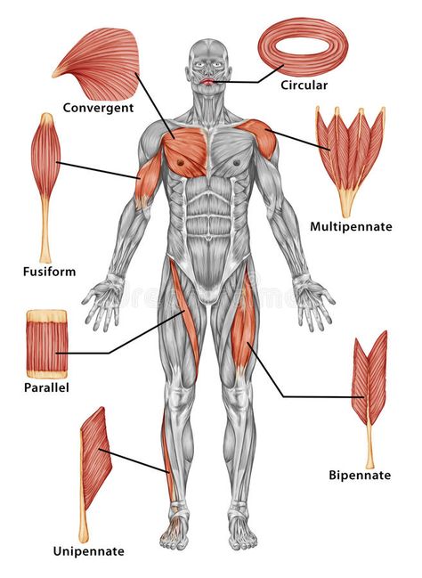 Anatomy of male muscular system - posterior view o stock illustration Body Muscle Anatomy, Muscular System Anatomy, Human Muscle Anatomy, Basic Anatomy And Physiology, Man Anatomy, Human Body Anatomy, Muscular System, Medical School Studying, Human Anatomy Drawing