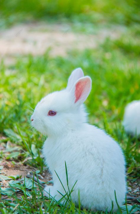 Small Animal Daytime Rabbit Outdoor Capture Photography Map With Pictures Background Animals Hd Photography, Cute Rabbit Photos, Cute Animal Pictures Photography, Cute Small Animals Pets, Rabbits Photography, Baby Rabbits Cute, Pictures Of Rabbits, Rabbit Background, Secret Life Of Rabbits