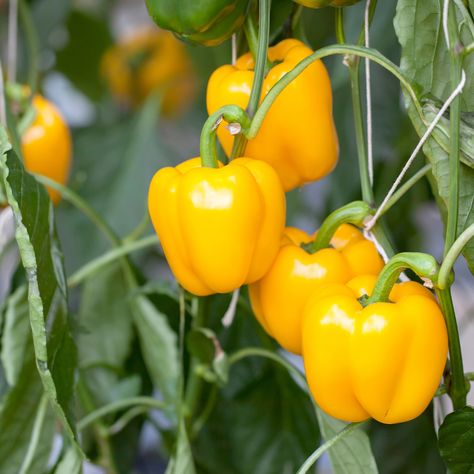 Bell Pepper Plant, Growing Peppers, Pepper Plant, Vegetable Tray, Sweet Bell Peppers, Sweet Pepper, Yellow Pepper, Pepper Plants, Pepper Seeds