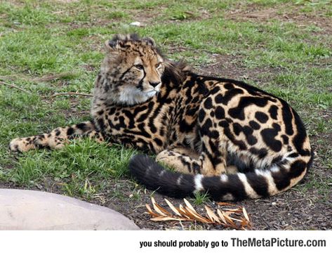 The Rare King Cheetah King Cheetah, Cheetah Photos, Cheetah Cubs, Exotic Cats, Rare Animals, Cheetahs, Weird Creatures, Big Cat, Weird Animals