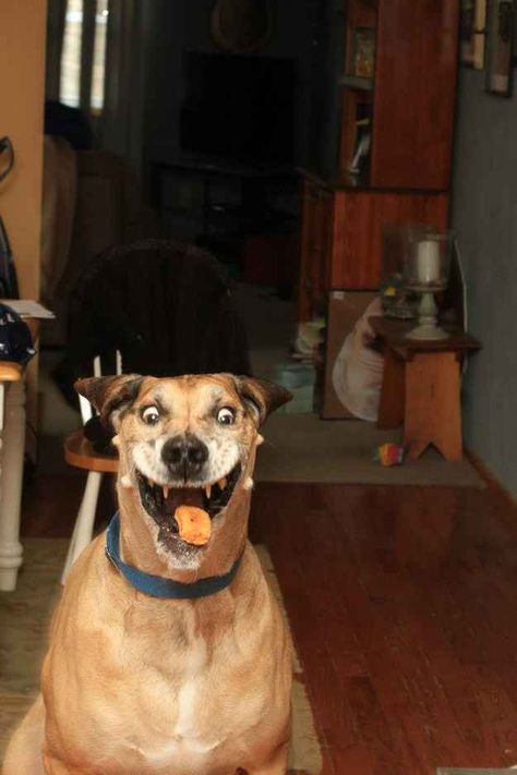 "OHMYGOD the nugget is coming right at me." | 22 Dogs Who Completely Forgot How To Function Chicken Nugget, Perfectly Timed Photos, 웃긴 사진, Sweet Dogs, Perfect Timing, On The Floor, Baby Dogs, Funny Animal, Tgif