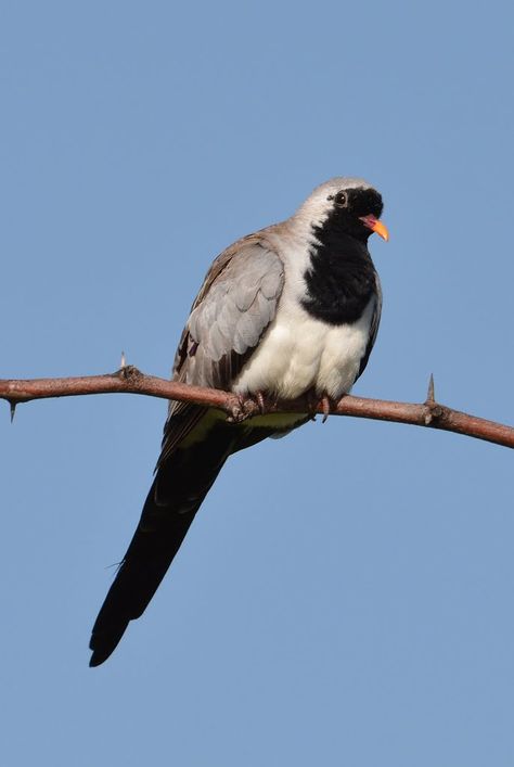 Namaqua dove, Lake Baringo, Kenya. Bird Species, Tanzania, Kenya, Lake, Animals