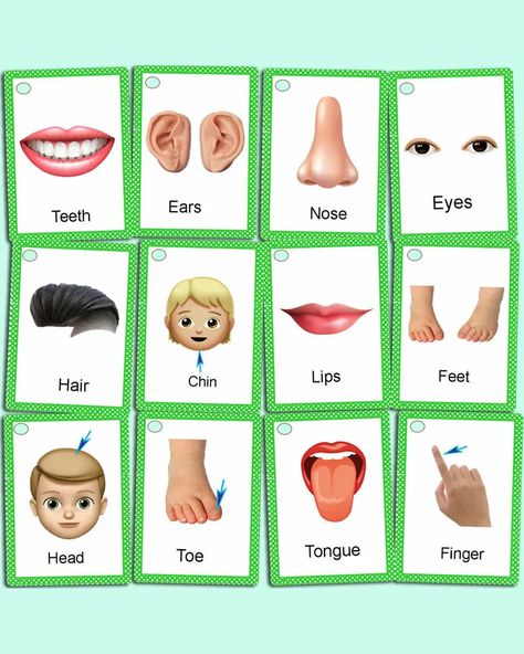 Body Parts Name, Body Parts Flashcards, Picture Of Body Parts, Body Parts For Kids, Body Name, Body Preschool, Flashcards For Toddlers, Human Body Parts, Flashcards For Kids