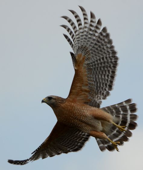 redshoulderedflight Hawk In Flight, Red Shouldered Hawk, Hawk Wings, Raptor Bird Of Prey, Red Tail Hawk, Hawk Pictures, Hawk Tattoo, Raptors Bird, Holiday Birds