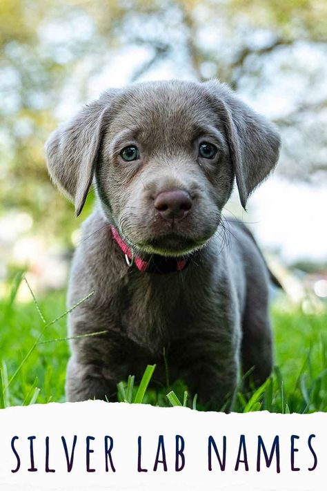 Silver Lab names can be a great way to compliment your Labrador’s unusual coat color. But, you don’t need to restrict your imagination to colors! You can choose a funny name, something cute, silly, or even something cool. Charcoal Lab Puppies, Silver Lab Puppies, Fun Facts About Dogs, Silver Labrador Retriever, Labrador Facts, Lab Mix Puppies, Silver Labrador, Girl Dog Names, Labrador Mom