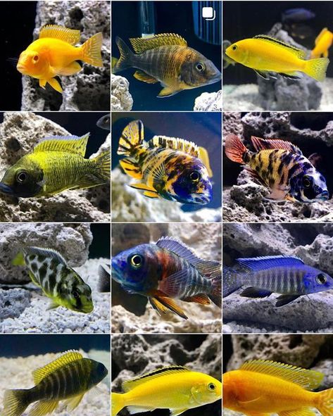 African Cichlid Aquarium, Victoria Lake, Cichlid Aquarium, Butterfly Koi, Malawi Cichlids, Cichlid Fish, Lake Tanganyika, Tropical Fish Aquarium, African Cichlids