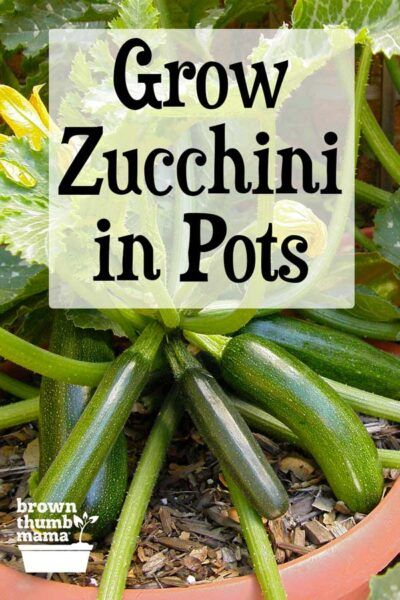 Yes, you can grow zucchini or summer squash in pots or containers! This family favorite is easy to grow and will give you a huge harvest. Here’s everything you need to know to grow zucchini in containers. Zucchini Garden Ideas, Growing Vegetables In Containers Container Gardening, Plants In Containers Outdoor, Growing Squash In Pots, Potted Zucchini Plant, Best Veggies To Grow In Pots, Growing Zucchini In A Pot, How To Grow Zucchini In A Pot, How To Grow Zucchini In A Container