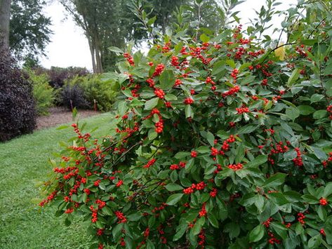 Berry Heavy winterberry holly in summer Maine Garden, Winterberry Holly, Wet Spot, White Plants, Garden Maintenance, Rain Garden, Plant List, Landscaping Plants, Trees And Shrubs