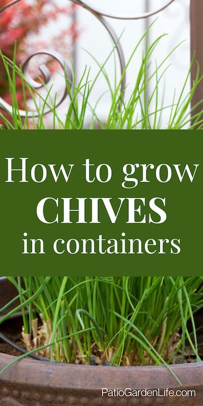 Interested in growing your own herbs? Try growing chives in pots! They're an easy perennial that does well in pots and containers. This post covers everything from seed to harvest. How To Grow Chives, Grow Chives, Growing Chives, Chives Plant, Growing Vegetables In Pots, Preserving Herbs, Herb Garden In Kitchen, Bucket Gardening, Harvesting Herbs