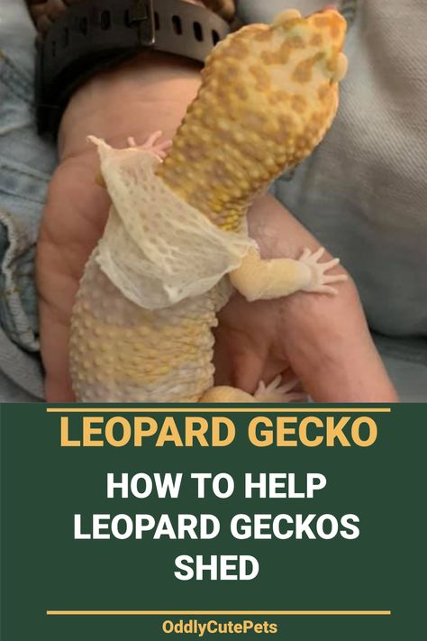 Leopard Gecko Shedding, Leopard Gecko Tips, Geko Terrarium, Leapord Gecko Habitat Ideas, Cute Leopard Gecko Tank Ideas, Leopard Gecko Cute, Leopard Gecko Habitat, Leopard Gecko Tank, Leopard Gecko Care