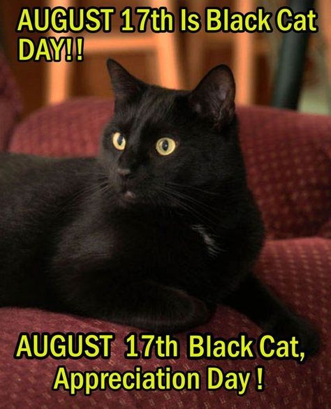 Black Cat Day, Black Cat Appreciation Day, Catty Noir, Gorgeous Cats, A Black Cat, Black Kitten, Cats Meow, Black Cats, Crazy Cat Lady