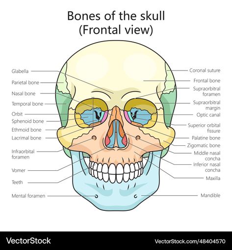 Skull Diagram, Diagnostic Radiography, Palatine Bone, Skeleton System, Sphenoid Bone, Science Vector, Skull Anatomy, Educational Illustration, Skull Bones