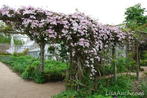 Clematis Pergola, Growing Clematis, Climbing Clematis, Pergola Shade Cover, Clematis Plants, Pergola Curtains, Climbing Flowers, Pergola Garden, Plants Growing