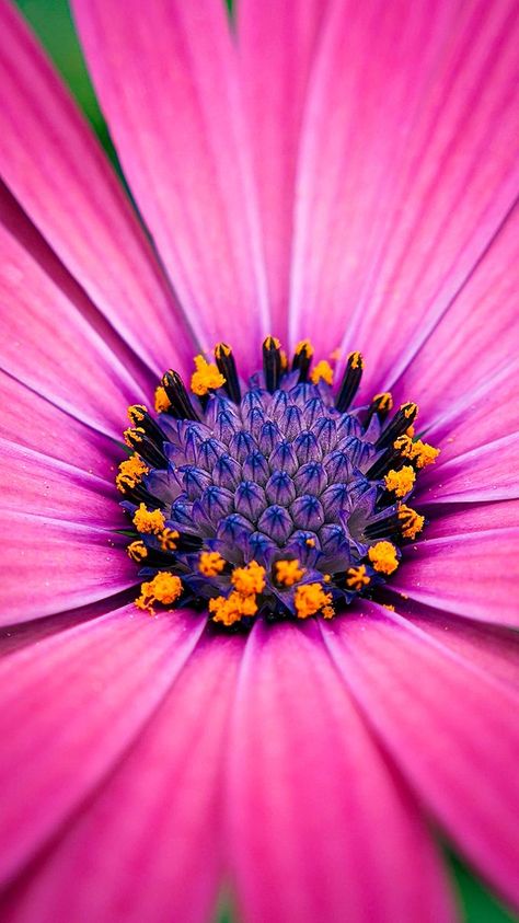 #osteospermum #cape #africandaisy #petals #flower #floral #blooming #capetown #macro #photography #details #closeup #zoomin #plant #nature #outdoors #summer #purple #pink #yellow #vibrant #vivid #texture #patterns #fresh #beautiful #background #wallpaper Colourful Nature, Flower Photography Ideas, Unique Flower Photography, Flowers Close Up, Close Up Flowers Photography, Flower Closeup Photography, Up Close Flower Photography, Macro Flower Photography, Wildflower Close Up