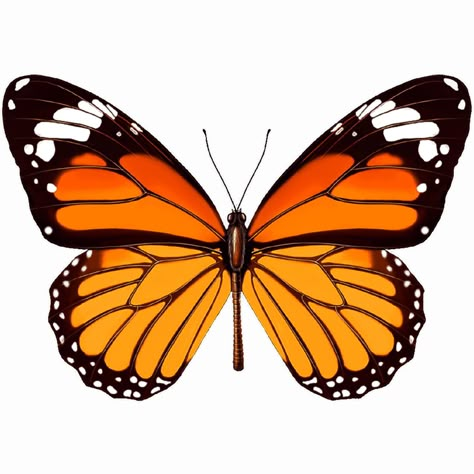 Butterfly Widget, Butterfly Art Painting, Butterfly Photos, Butterfly Tattoo Designs, Orange Butterfly, 3d Tattoo, Butterfly Pictures, Butterfly Drawing, Butterfly Painting