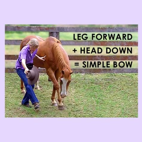 Most tricks, even the complicated ones, start with a simple trick or are made up of several simple tricks joined together. So start by teaching your horse these 10 super simple tricks and then use … Therapeutic Riding, Horse Exercises, Simple Bow, Horse Ideas, Equestrian Helmet, Horse Training Tips, Farm Lifestyle, Types Of Horses, Horse Tips