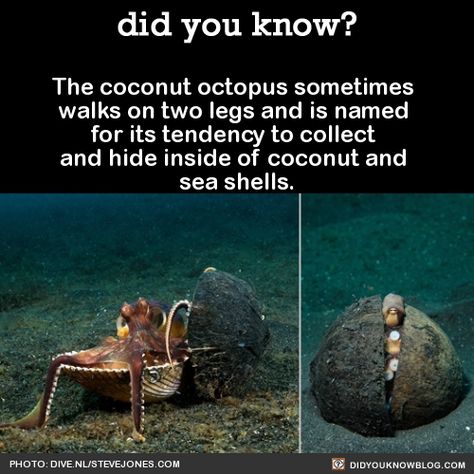 Octopus Facts, Coconut Octopus, Smart Animals, Scientific Facts, Fact Check, Wow Facts, Marine Biology, Animal Facts, Interesting Information