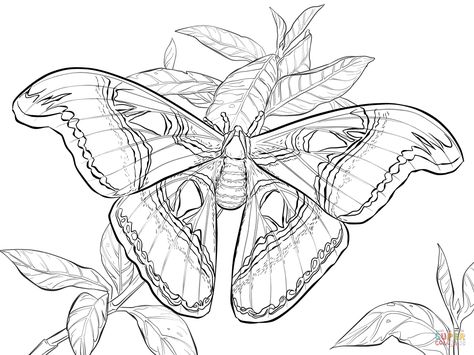 Moth Coloring Page, Attacus Atlas, Coloring Pages Animals, Moth Drawing, Atlas Tattoo, Cartoon Sea Animals, Atlas Moth, Animals Coloring Pages, Butterfly Stencil