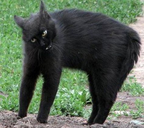 Zombie cat ~ creepy cat ~ funny pics &memes Zombie Cat, I Love Black, Creepy Cat, Cat Whisperer, F2 Savannah Cat, Cat Reference, Savannah Cat, Cat Spray, Nyan Cat