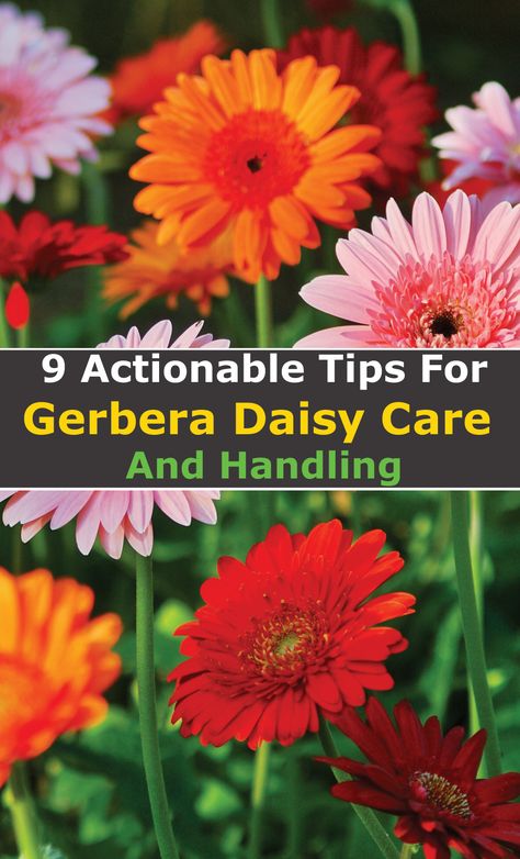 Growing Gerbera Daisy, Gerbera Daisy Care Outdoors, Gerbera Daisy Garden, Zone 8 Gardening Flower, Gerber Daisy Pot Ideas, Gerbera Daisy Seeds, Gerbera Daisy Care, Daisy Care, Transvaal Daisy