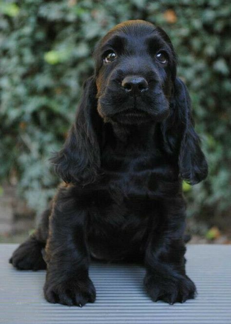 Cockaspaniel Puppies, Black Spaniel, Funny Sounds, Black Cocker Spaniel, American Cocker Spaniel, Cocker Spaniel Puppies, Cocker Spaniel Dog, English Cocker, English Cocker Spaniel