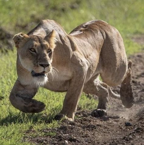 Maasai Mara Kenya, Feline Anatomy, African Savannah, Maasai Mara, The Big Five, Cat Anatomy, Kenya Safari, Wild Animals Pictures, Cat Reference