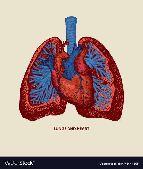 Lungs Drawing, Anatomical Illustration, Lungs Art, Heart Organ, Medical Poster, Human Lungs, Medical Posters, Old Paper Background, Internal Organs