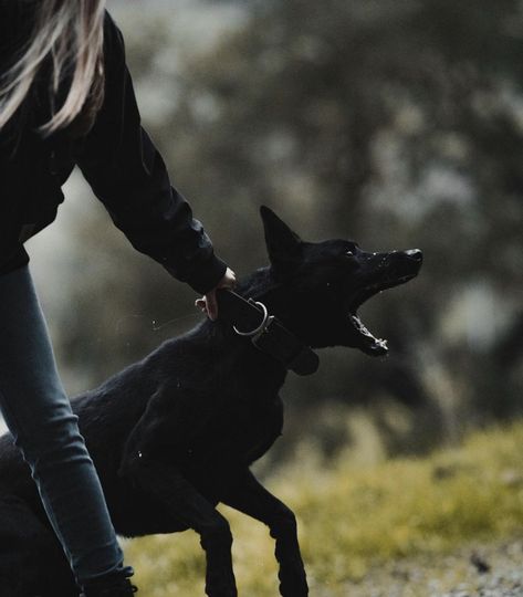 Belgian Malinois Aesthetic Wallpaper, Black German Shepherd Wallpaper, Dog Sports Aesthetic, Black German Shepherd Photography, Black Malinois Dog, Dog Handler Aesthetic, Working Dog Aesthetic, Protection Dog Aesthetic, K9 Aesthetic