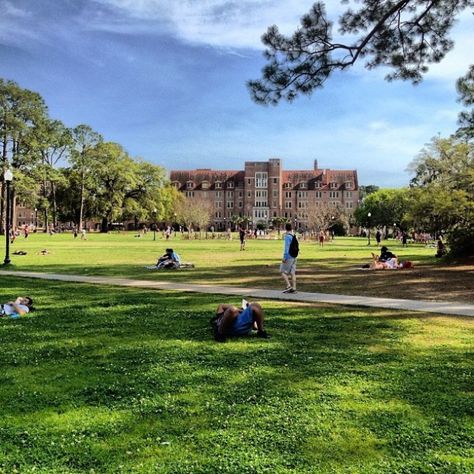 And Landis was the definition of serenity. Florida State University Campus, Florida Tech, Noles Football, Florida State Seminole, Alabama Football Roll Tide, Kang Ho Song, Fsu Seminoles, Treading Water, Oregon Ducks Football