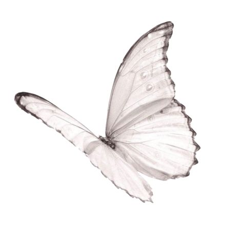 Butterfly Png, Minimalist Icons, Png Aesthetic, Png Icons, Widget Icon, Ios Icon, White Butterfly, Phone Icon, Iphone Icon