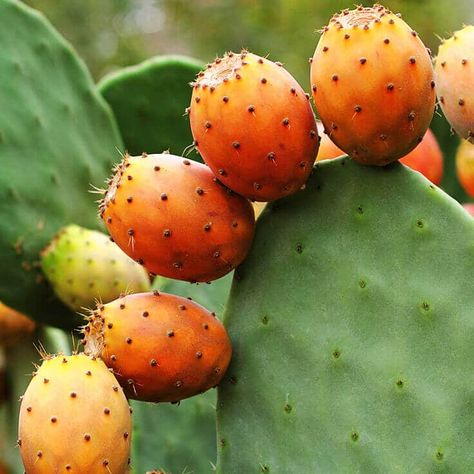 Cactus You Can Eat (With Pictures) | Succulents Network Carrier Oils For Skin, Cactus Pears, Types Of Cactus, Prickly Pear Seed Oil, Prickly Pear Oil, The Tiny Seed, Fruits Photos, Cactus Types, Fruit Picture