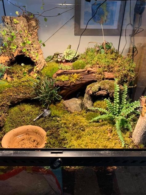 Naturalistic Snake Enclosure, Tropical Snake Enclosure, Diy Reptile Hide Leopard Geckos, California King Snake Habitat, Pet Tarantula Enclosure, Snake Tanks Ideas, Toad Enclosure Ideas, Millipede Enclosure Ideas, Bio Active Snake Enclosure