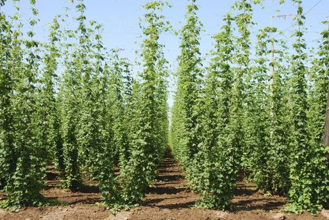 Willamette Valley hops growing for the microbrew market near Salem Oregon Hops Trellis, Craft Beer Recipes, Hops Plant, Cotton Candy Flavoring, Farm Projects, Happy Coffee, Climbing Vines, Plant Spacing, Craft Artists