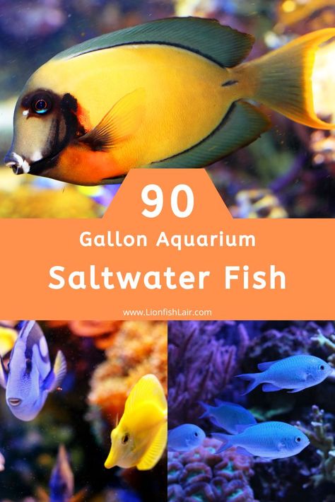 Here is our list consisting of the best saltwater fish for a 90 gallon tank (aquarium). You will be surprised by how many beautiful and colorful fish you can unlock with this sized aquarium! Salt Water Fish Tank, Saltwater Aquarium Beginner, Salt Water Aquarium, Tang Fish, Saltwater Aquarium Fish, Saltwater Fish Tanks, Fish Varieties, Salt Water Fish, Fishing For Beginners