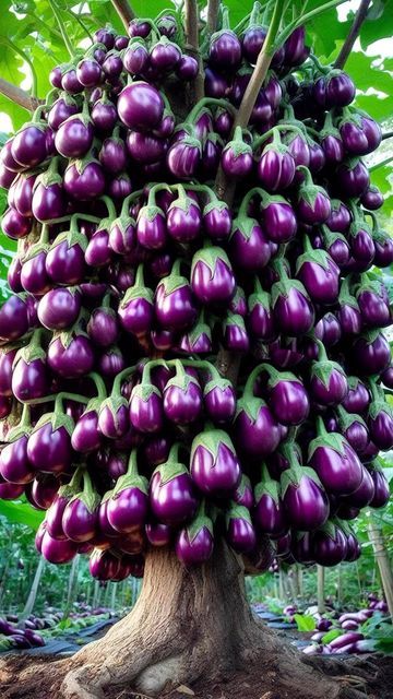 Amazing Planting on Instagram: "Easy to grow eggplant with new techniques​ #garden #fruit #eggplant #nature #reels #shorts #amazing #reelsinstagram" Beautiful Fruit Garden, Eggplant Tree, Eggplant Gardening Tips, Eggplant Garden, Grow Eggplant, Egg Plants, Eggplant Picture, Nature Reels, Eggplant Photography Still Life