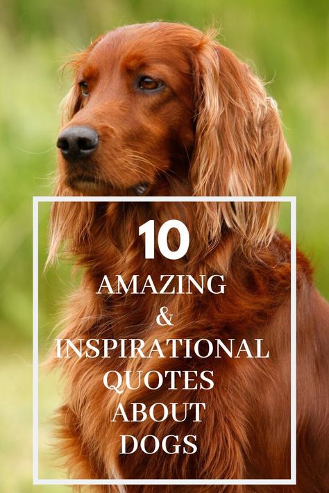 10 Amazing and Inspirational Quotes About Dogs #DogQuotes #InspiringDogQuotes #FamousQuotesAboutDogs Inspirational Dog Quotes, Dog Appreciation Quotes, Dog Trainer Quotes, Soul Dog Quotes, Dog Lovers Quotes, Hachiko Dog, Quotes About Dogs, Best Dog Quotes, Puppy Quotes