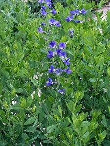 Wild Indigo Herb Uses, Side Effects and Benefits False Indigo, Baptisia Australis, Wild Indigo, Indigo Plant, Magical Herbs, Best Plants, Garden Guide, Mediterranean Garden, Drought Tolerant Plants