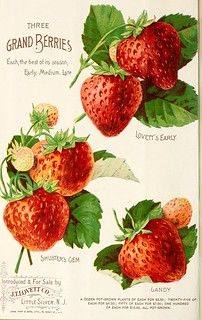 Strawberry Seed Packet, Garden Strawberry, Strawberry Seed, Strawberry Garden, Cocoppa Wallpaper, Scrapbooking Paper Crafts, Strawberry Fruit, Think Food, Instant Art