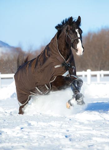 If you’ve decided that your horse can benefit from wearing a blanket, his conformation will be a deciding factor in what type and fit of blanket is best. Is he slab-sided? Does he have shark-fin withers? Or is he the exact opposite, with low, round withers and a stocky build? Finding the perfect blanket fit can be a challenge. Read on for tips from the pros at SmartPak, Horseware Ireland and Weatherbeeta. #horsecare #horsesinwinter #winterhorsecare #horseblankets Horse Blanket, Run In Shed, Winter Horse, Horse Rugs, Horse Owner, Horse Blankets, Horse Care, Horse Rider, Show Horses