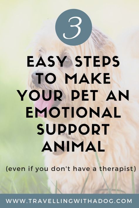 How To Train An Emotional Support Dog, Training An Emotional Support Dog, Esa Dog Training, Emotional Support Dog Training, Emotional Support Cat, Esa Dog, Guard Dog Training, Service Dogs Breeds, Esa Letter