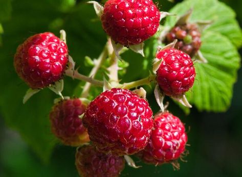 Caring for Raspberries Raspberry Canes, Raspberry Bush, Growing Raspberries, Raspberry Plants, Orchard Garden, Acid Loving Plants, Perennial Shrubs, Red Raspberry, Infused Water