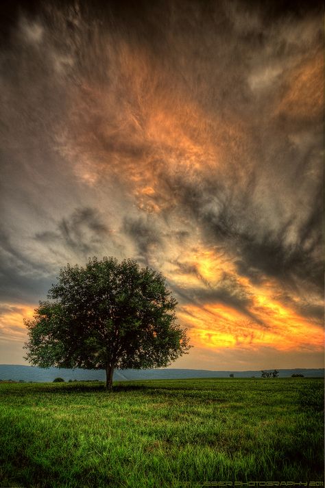 ~~Seclusion | lone tree at sunset | by Tom Lussier Photography~~ Lone Tree Photography, Cirrus Cloud, Puffy Clouds, Tree Beautiful, Beautiful Skies, Tree Stands, Lone Tree, Henry David Thoreau, Tree Photography