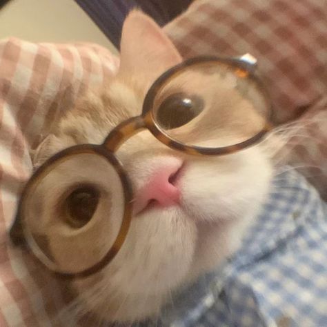 Cat Wearing Glasses, Cat With Glasses, Funny Looking Cats, Cat Profile, Silly Cats Pictures, Cute Cats Photos, Cat Icon, Wearing Glasses, Silly Animals