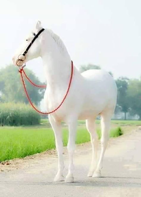 Stunning!!  Thank you for sharing Malik Bilal Anwar of Shargodha.  Watch Videos and Live Events on TotalHorseChannel.com Marwari Horses, Rare Horses, Albino Animals, Most Beautiful Horses, Most Beautiful Animals, Majestic Horse, All The Pretty Horses, White Horses, Pretty Horses