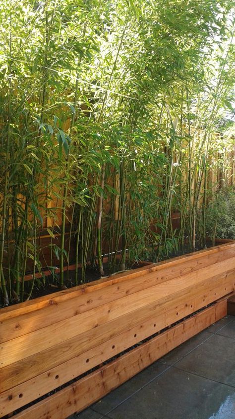 custom-redwood-planter-box - Bamboo Sourcery Nursery & Gardens Bamboo Small Garden, Bamboo Pool Landscaping, Bamboo Planters For Privacy, Indoor Planter Box Ideas, Bamboo Screening Plants, Redwood Planter Boxes, Bamboo Landscape, Planter Box Plans, Bamboo In Pots